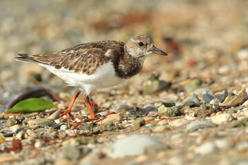 Ruddy Turnstone, Arenaria interpres, J.N. Ding Darling National Wildlife Refuge, Florida, USA