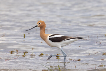 Obraz premium American Avocet on the beach searching for food