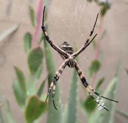 Argiope aurantia