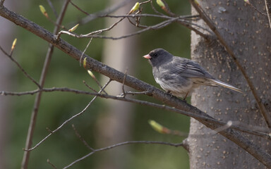 Dark-eyed Junco Perched on a Tree Branch