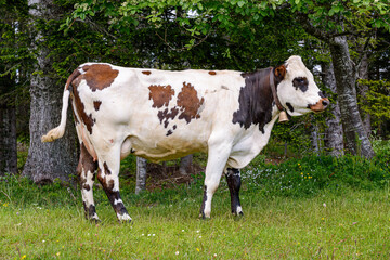 A Swiss cow standing in a field in front of a wood.