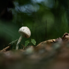 White mushroom in fairy forest clearing. Single Poisonous Amanita or Fly agaric in grass on blurred green background. Copy space. Soft focus. Side view.