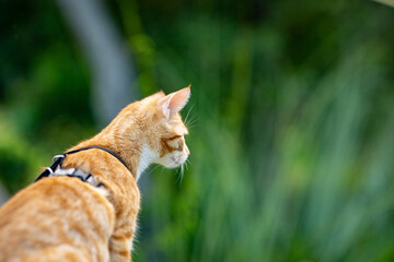 Photo of a cat outdoors exploring nature