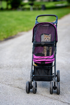 Orange Tabby Cat In A Pet Stroller