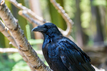 Portrait of a common raven. Side view. Blurred green trees background.