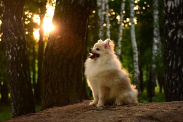 dog in the forest