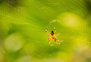 Araña en su red