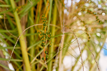 Green fruits of the date palm. Close-up