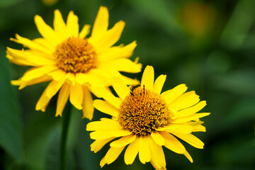 two yellow echinacea flowers on a green background . medicinal herbs used in medicine to increase immunity