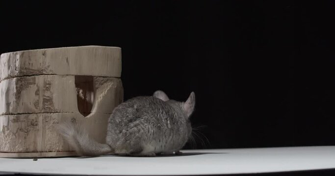 Chinchilla with a long fluffy tail and its house in the background, studio, 4k