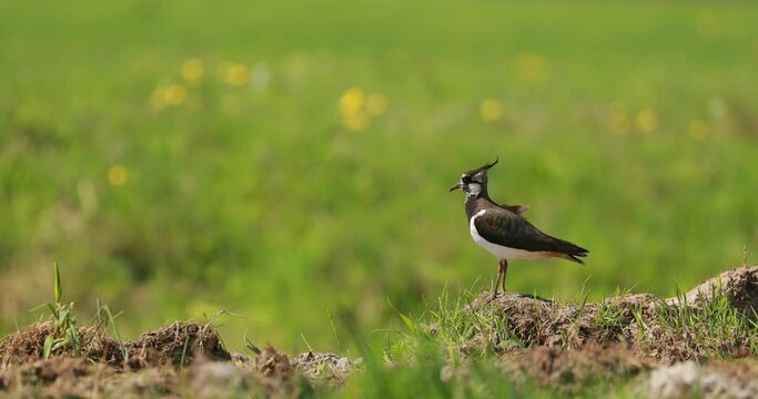 Northern Lapwing Or Peewit In Summer Field. Wildlife Birds Of Belarus. 4K