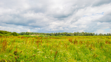 Colorful wild flowers in a field in wetland waving in the wind in bright sunlight below  a blue white cloudy sky in summer, Almere, Flevoland, Netherlands, July 29, 2021