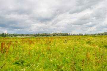 Fototapeta premium Colorful wild flowers in a field in wetland waving in the wind in bright sunlight below a blue white cloudy sky in summer, Almere, Flevoland, Netherlands, July 29, 2021