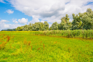 Fototapeta na wymiar Colorful wild flowers in a field along a lake in wetland waving in the wind in bright sunlight below a blue white cloudy sky in summer, Almere, Flevoland, Netherlands, July 29, 2021