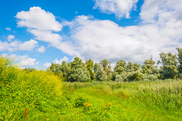 Fototapeta na wymiar Colorful wild flowers in a field in wetland waving in the wind in bright sunlight below a blue white cloudy sky in summer, Almere, Flevoland, Netherlands, July 29, 2021