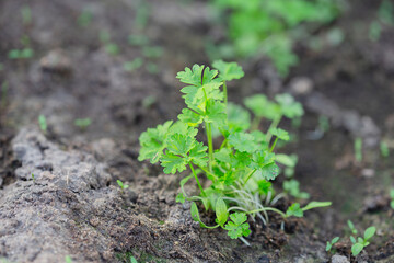 Green plants growing on a bed in the garden in greenhouse