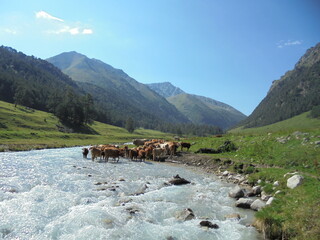 The Caucasus is Russia. Ecofarm on Marka river altitude up 2000 meters. Clear breathe in my heart. GPS 43:29:25-41:34:42