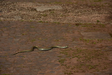 a gray snake with black dots in the yard on a cubic stone in Germany