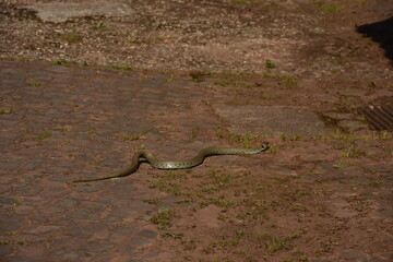 a gray snake with black dots in the yard on a cubic stone in Germany