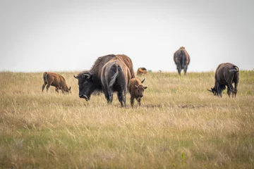 Cercles muraux Buffle wild buffalo in field