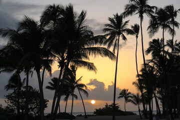 Fototapeta na wymiar Sunrise_Sunset_Palm Trees Beach 
