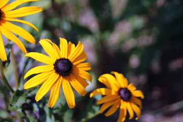 yellow flowers in the garden
