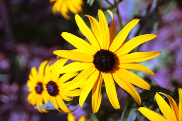 yellow flower in the garden