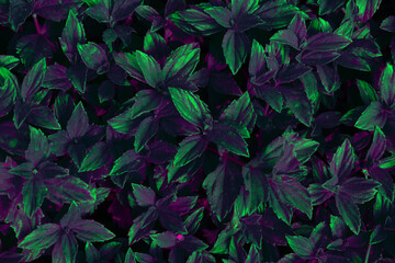 Fototapeta na wymiar Leaf texture abstract background, green violet vibrant color, neon flourecent.