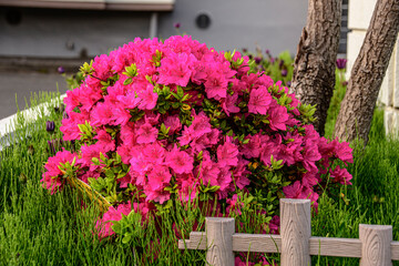 Fototapeta na wymiar pink flowers on a fence