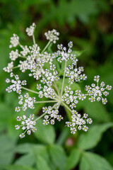 ハクサンボウフウ