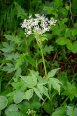 ハクサンボウフウ