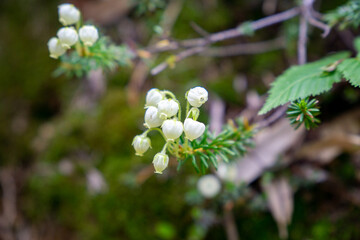 アオノツガザクラ