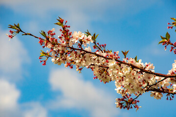 cherry blossom against sky