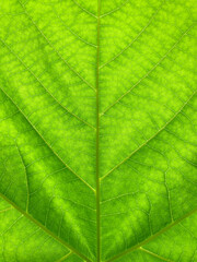 Fototapeta na wymiar 美しい緑の植物の葉脈のマクロ写真_02