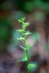 ホソバノキソチドリ