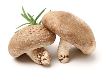 Shiitake mushroom on the White background 