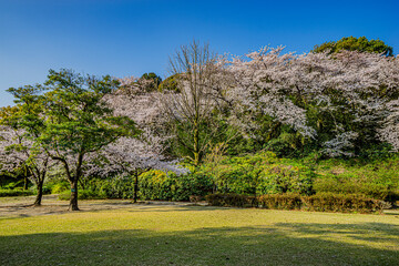 桜咲く小牧山城山麓の史跡公園