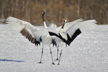 タンチョウの求愛ダンス