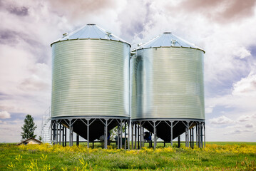 A large pair of grain silos on the Alberta prairies near a canola field during the summer in Canada. © Ramon Cliff