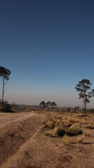 Obraz premium road on the mountains, landscape with trees and a blue sky