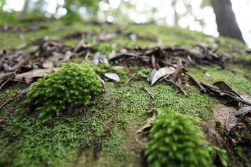 moss on tree