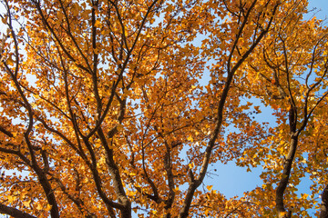 beautiful autumn yellow leaves on a tree