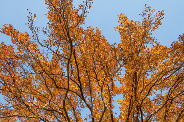 beautiful autumn yellow leaves on a tree