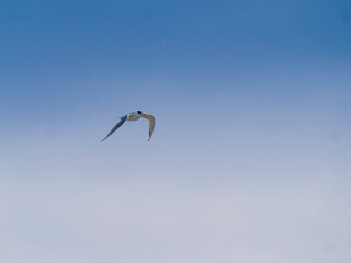  Tern Flapping