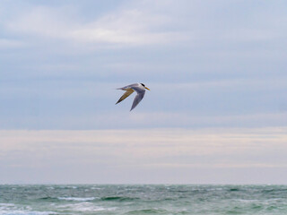 Tern Wings Down