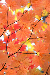 カエデの葉・秋のイメージ