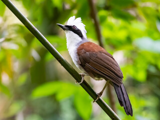 woodpecker on branch