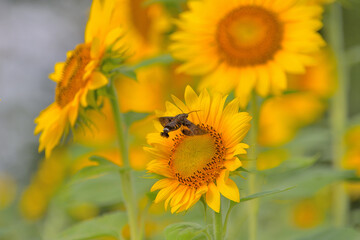 ヒマワリの中を飛び回るホシホウジャク