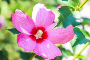 ピンクのムクゲの花のアップ