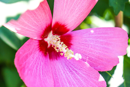 アオイ科の植物 Images Browse 61 Stock Photos Vectors And Video Adobe Stock